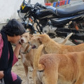 The Silent Struggle: How Compassion Can Transform the Lives of Stray Animals in India